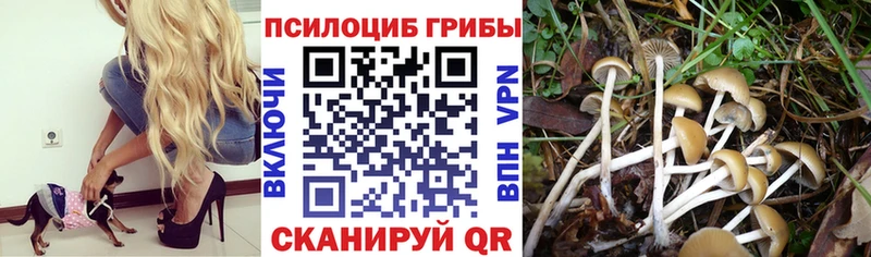 купить наркотик  Гудермес  Галлюциногенные грибы прущие грибы 